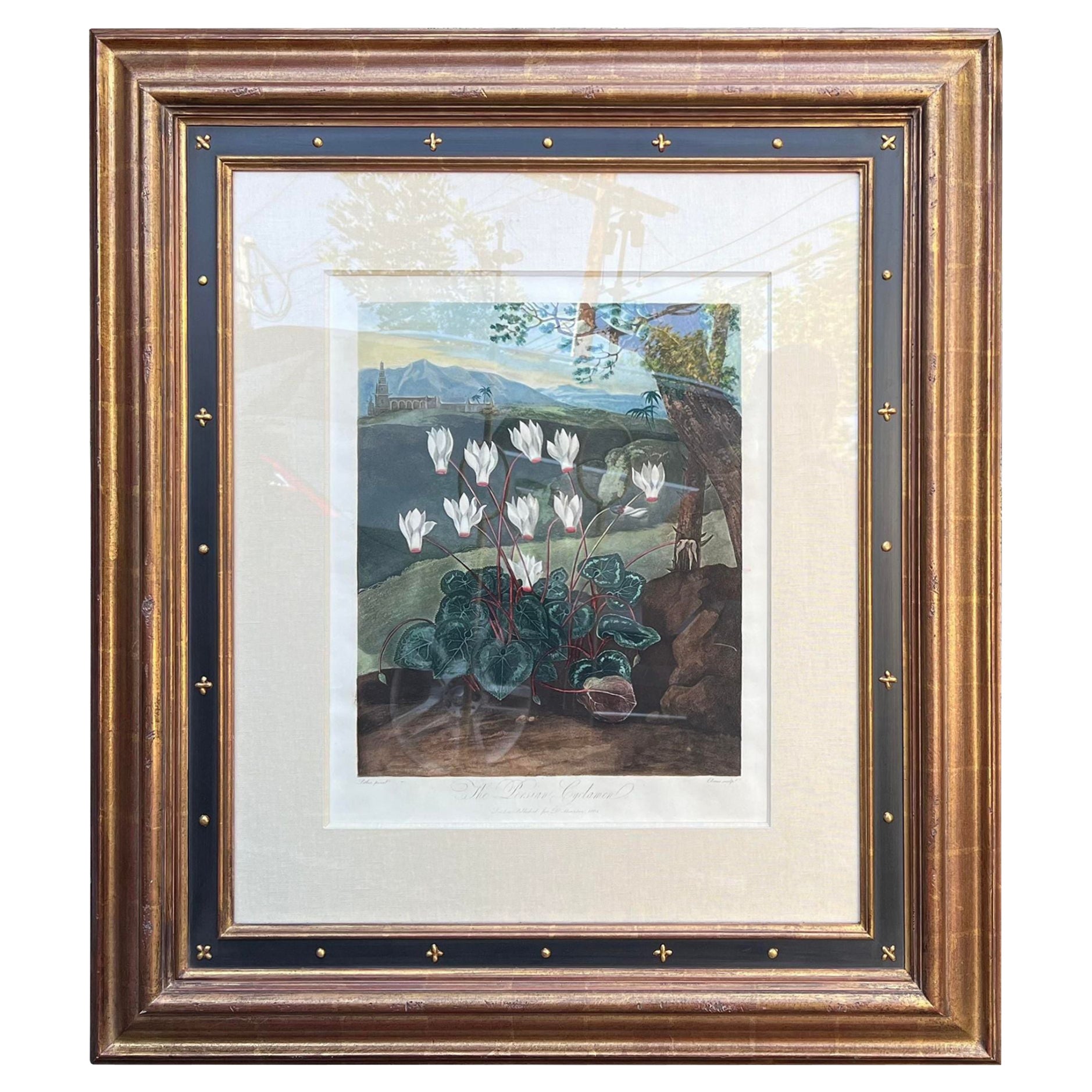 Antique Botanical Print, the Persian Cyclamen by Thornton, Robert John, C.1804