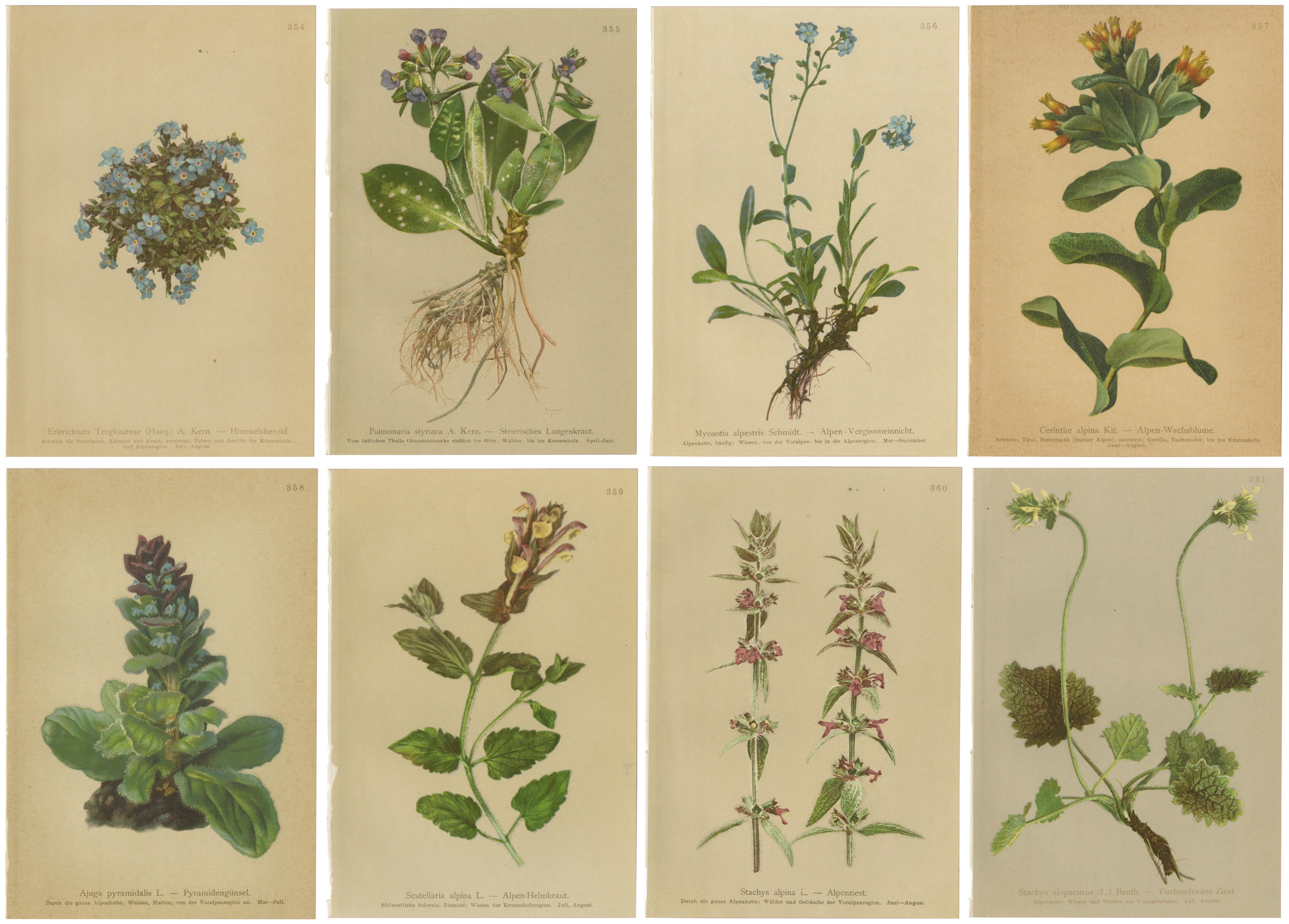 Antique Botanical Prints Alpine Flora Set of 8, Chromolithographs, 1897