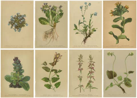 Antique Botanical Prints Alpine Flora Set of 8, Chromolithographs, 1897
