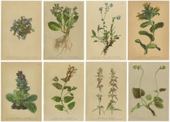 Stampe botaniche antiche Flora alpina set di 8, cromolitografie, 1897