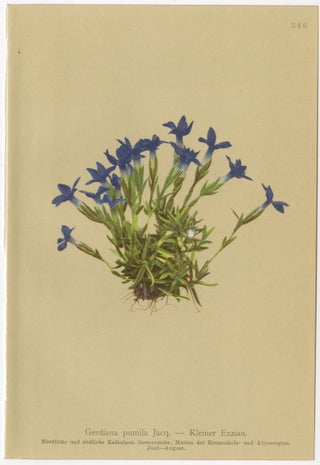 Antique Botanical Prints Alpine Gentians Set of 8, Chromolithographs, 1897, view 3