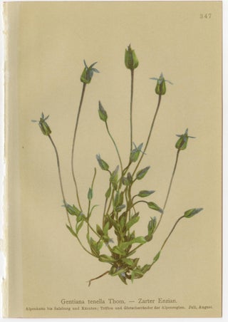 Antique Botanical Prints Alpine Gentians Set of 8, Chromolithographs, 1897, view 4