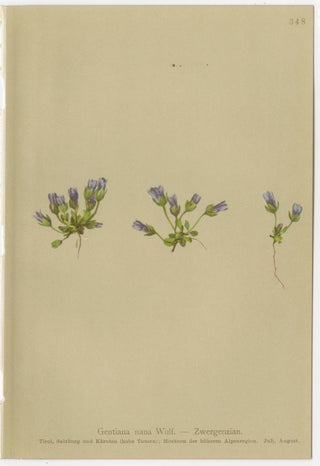 Antique Botanical Prints Alpine Gentians Set of 8, Chromolithographs, 1897, view 5