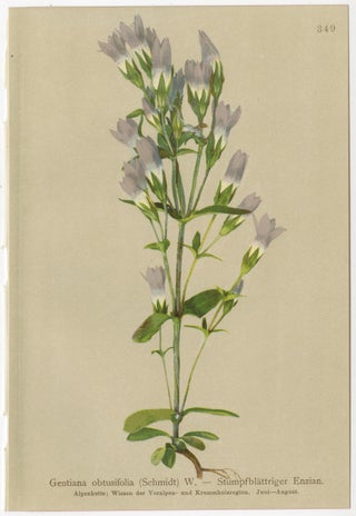 Antique Botanical Prints Alpine Gentians Set of 8, Chromolithographs, 1897, view 6
