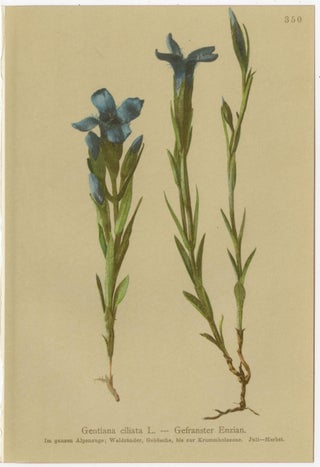 Antique Botanical Prints Alpine Gentians Set of 8, Chromolithographs, 1897, view 7