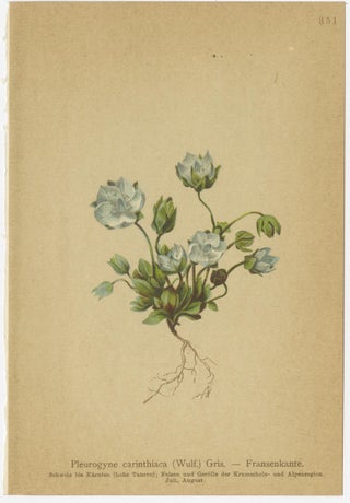 Antique Botanical Prints Alpine Gentians Set of 8, Chromolithographs, 1897, view 8