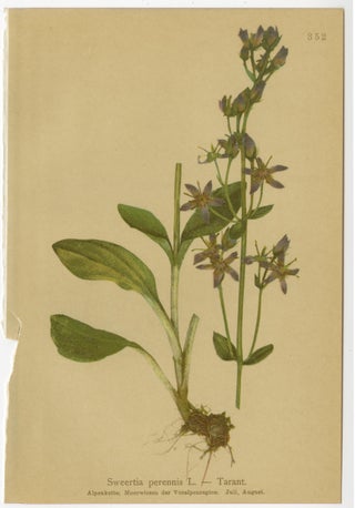 Antique Botanical Prints Alpine Gentians Set of 8, Chromolithographs, 1897, view 9