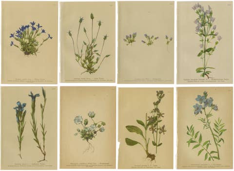 Antique Botanical Prints Alpine Gentians Set of 8, Chromolithographs, 1897