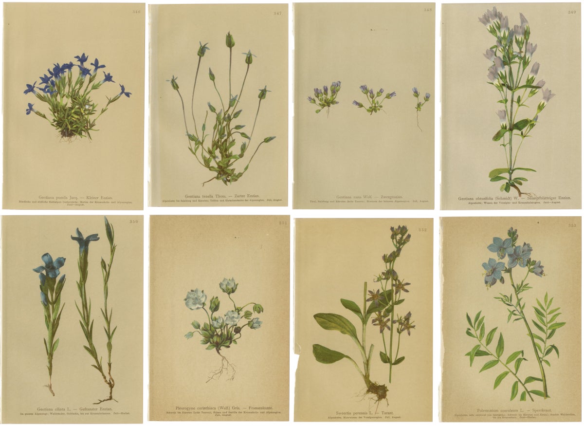 Antique Botanical Prints Alpine Gentians Set of 8, Chromolithographs, 1897