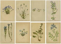Antique Botanical Prints Alpine Gentians Set of 8, Chromolithographs, 1897