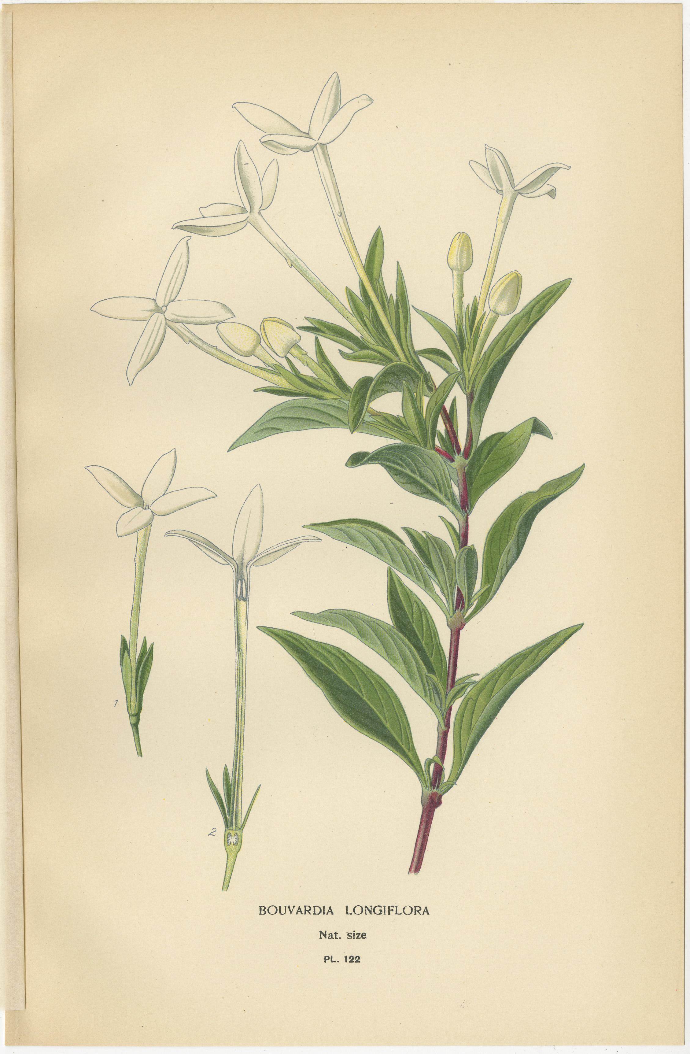 Trio antiker botanischer Drucke: Bouvardia Longiflora, Kreuzblütler & Großer Baldrian  

Dieses elegante Set antiker botanischer Drucke zeigt drei einzigartige Pflanzen: 