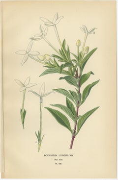 Antique Botanical Prints: Bouvardia Longiflora, Crossworts & Large Spur Valerian