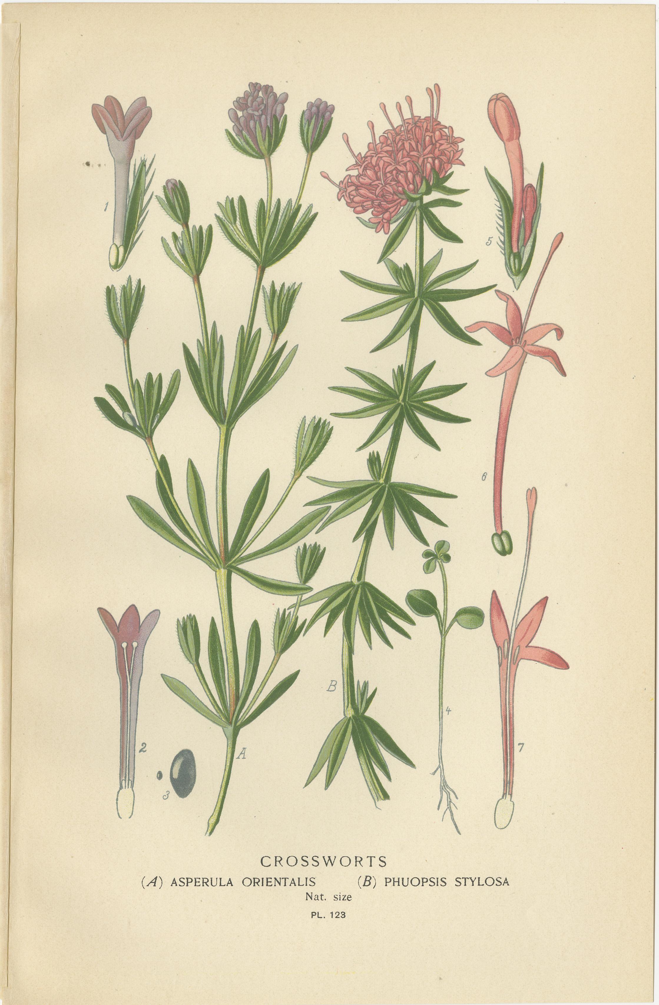 Antike botanische Drucke: Bouvardia Longiflora, Kreuzblumen & Großer Spur Valerian im Zustand „Gut“ im Angebot in Langweer, NL