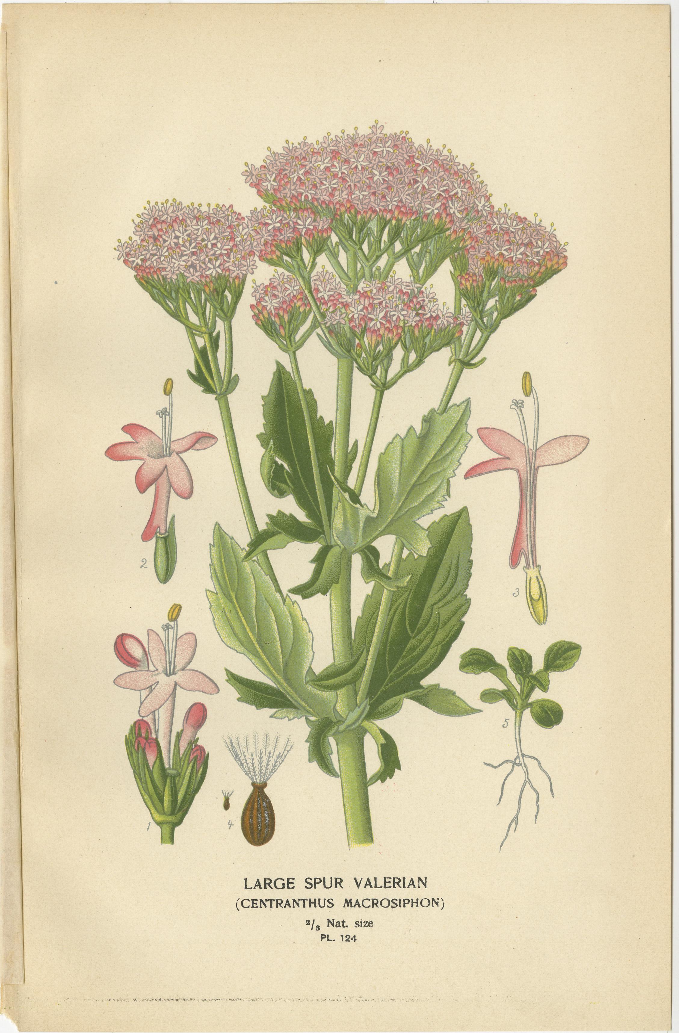 Antike botanische Drucke: Bouvardia Longiflora, Kreuzblumen & Großer Spur Valerian (Spätes 19. Jahrhundert) im Angebot