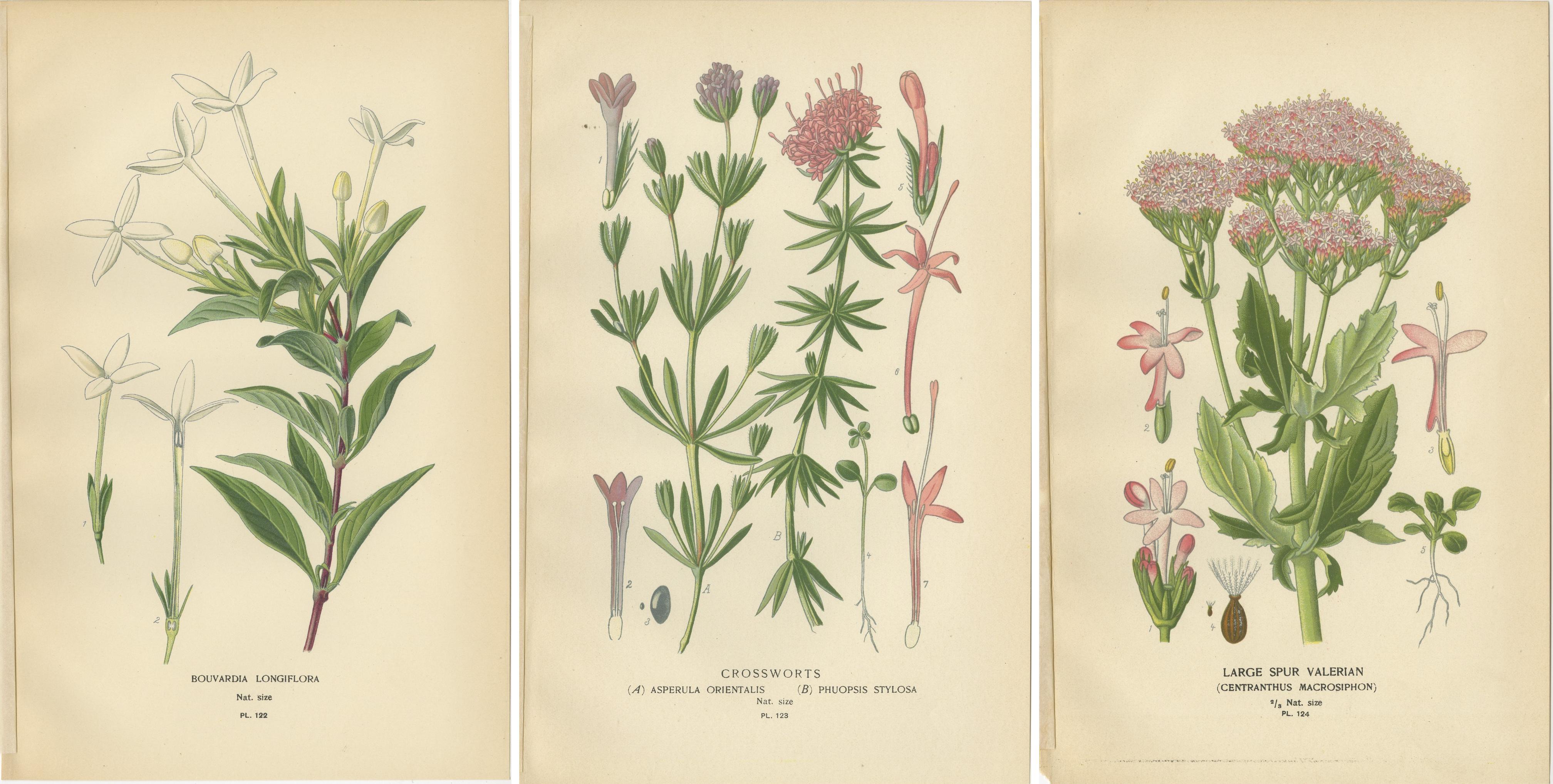 Antike botanische Drucke: Bouvardia Longiflora, Kreuzblumen & Großer Spur Valerian (Papier) im Angebot