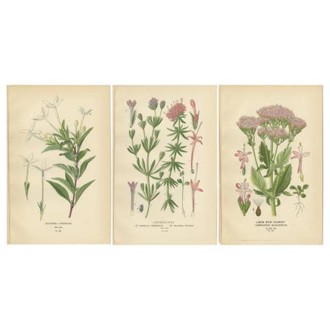 Antique Botanical Prints: Bouvardia Longiflora, Crossworts & Large Spur Valerian