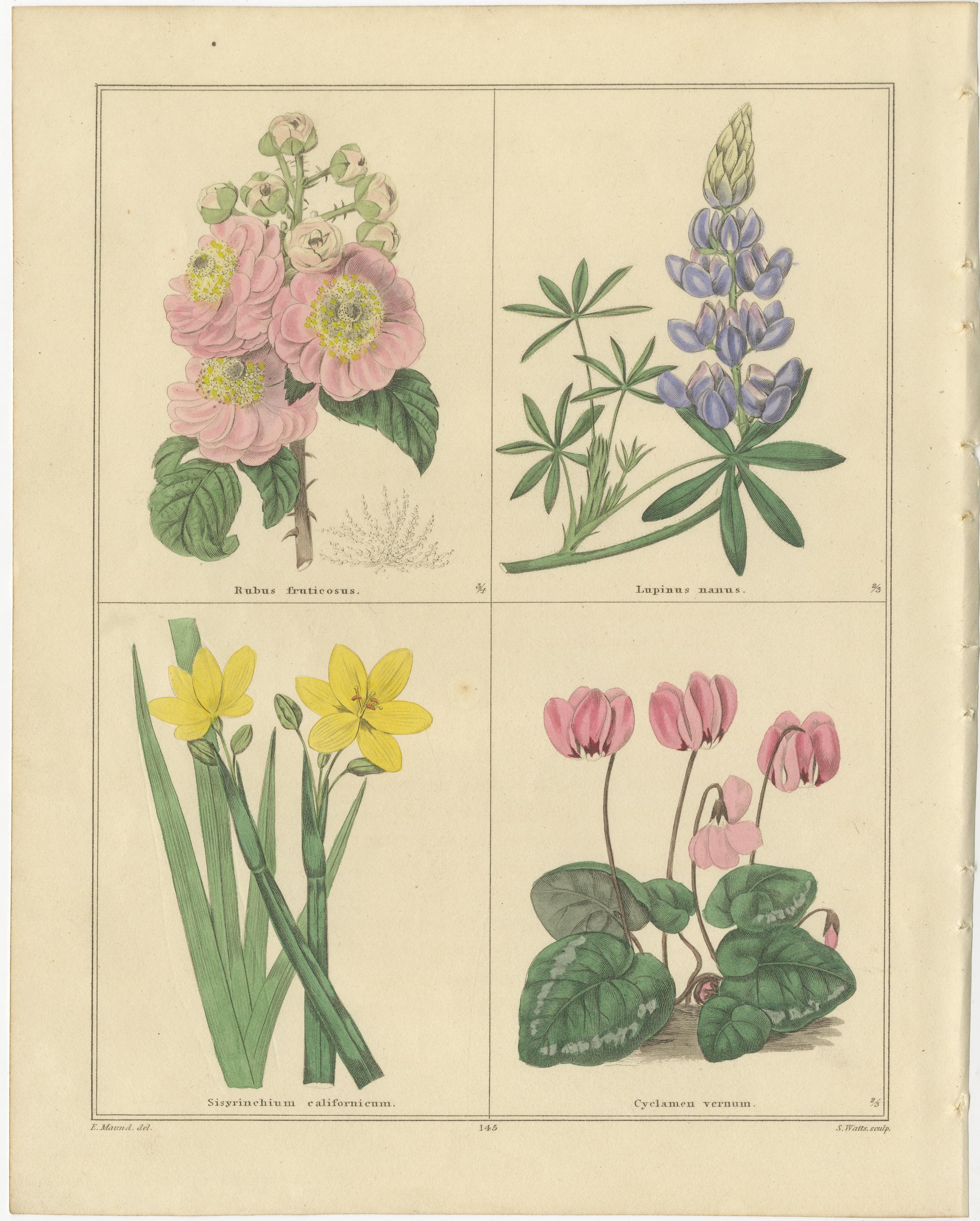 Paar botanische Kupferstiche aus The Botanic Garden von B. Maund, London um 1836

Ein schönes Paar handkolorierter botanischer Stiche aus Benjamin Maunds berühmtem Werk The Botanic Garden; bestehend aus Highly Finished Representations of Hardy