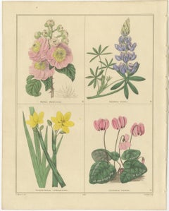 Antique Botanical Prints by B. Maund – Hand-Colored Pair, London c.1836