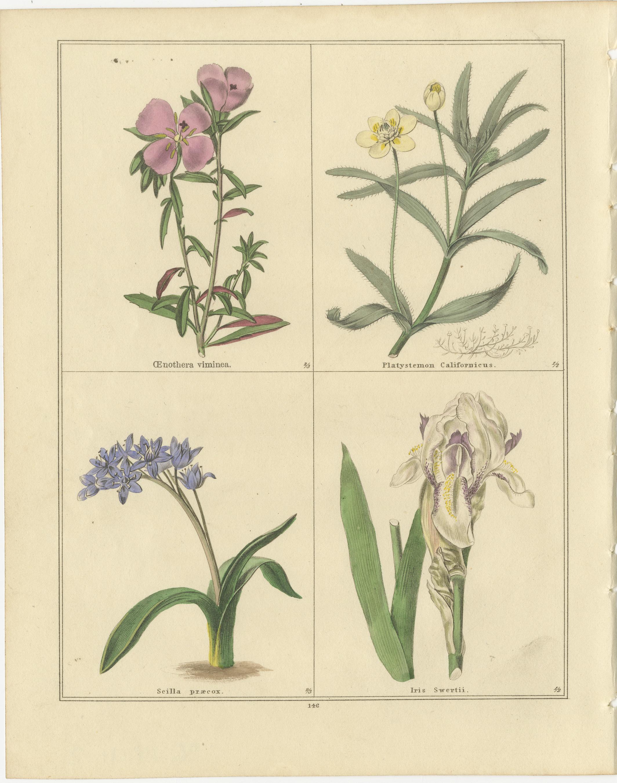 Antike botanische Drucke von B. Maund - handkoloriertes Paar, London um 1836 (Britisch) im Angebot