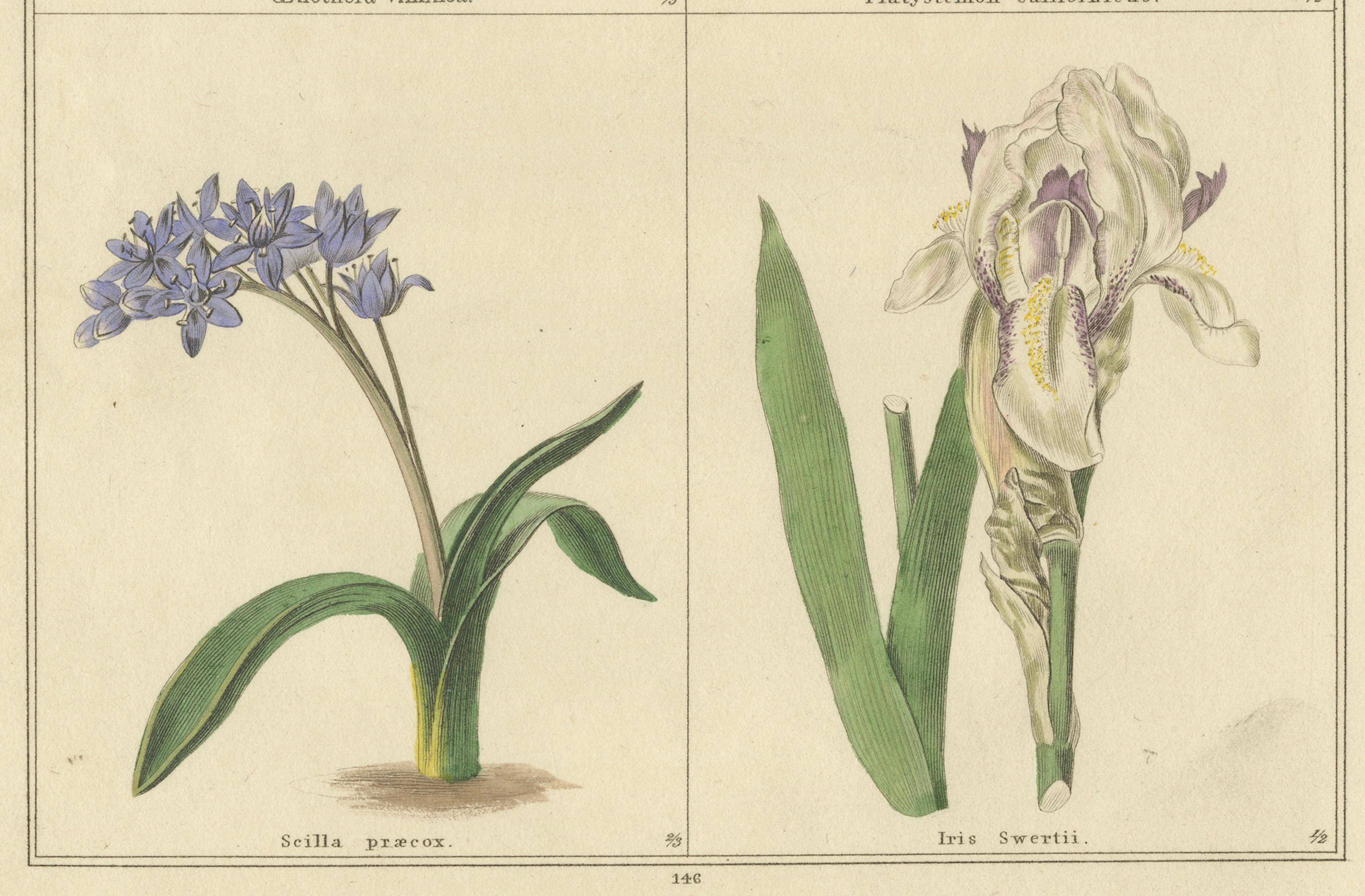 Antike botanische Drucke von B. Maund - handkoloriertes Paar, London um 1836 (Graviert) im Angebot