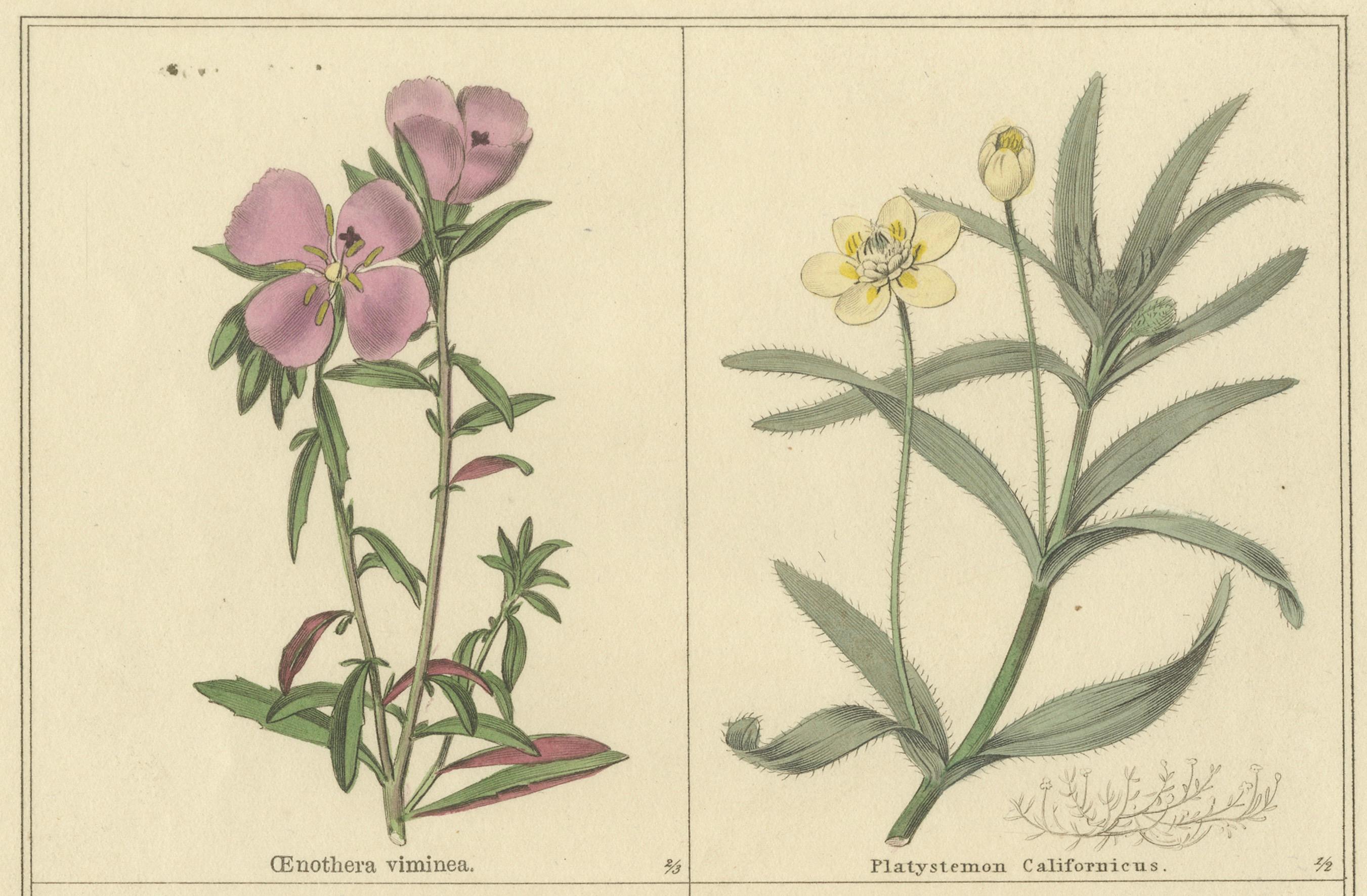 Antike botanische Drucke von B. Maund - handkoloriertes Paar, London um 1836 im Zustand „Gut“ im Angebot in Langweer, NL