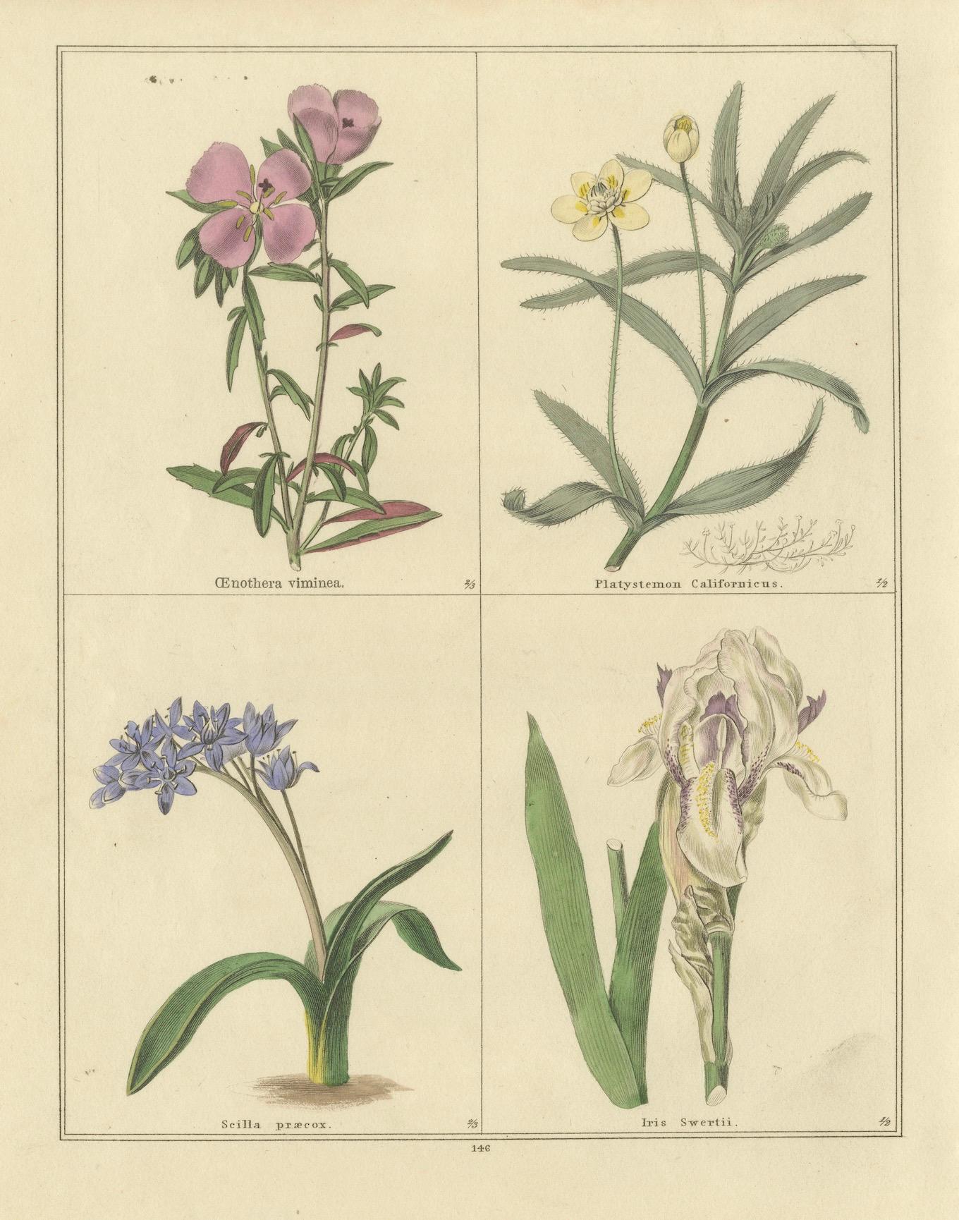 Antike botanische Drucke von B. Maund - handkoloriertes Paar, London um 1836 (Mittleres 19. Jahrhundert) im Angebot