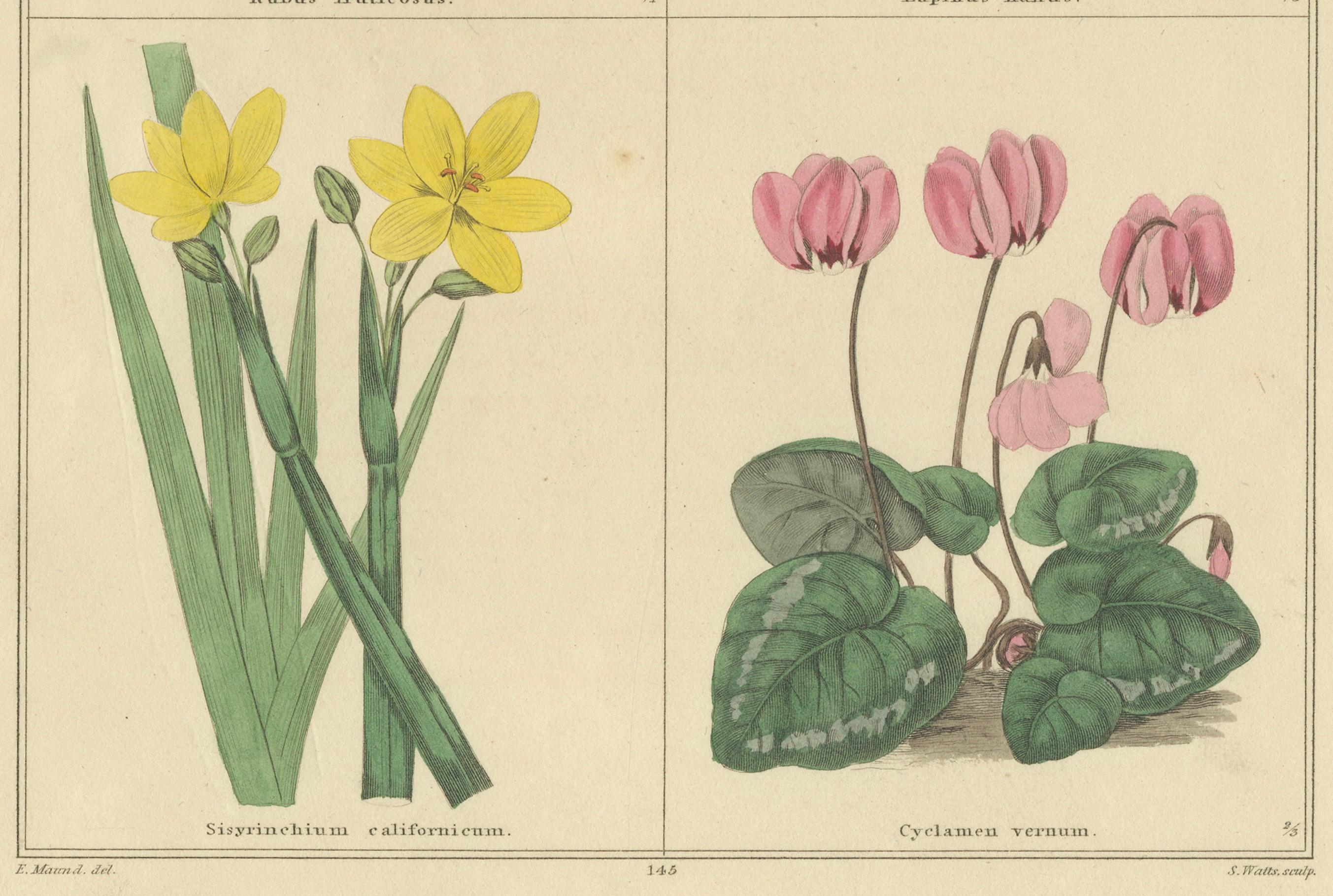 Antike botanische Drucke von B. Maund - handkoloriertes Paar, London um 1836 (Papier) im Angebot