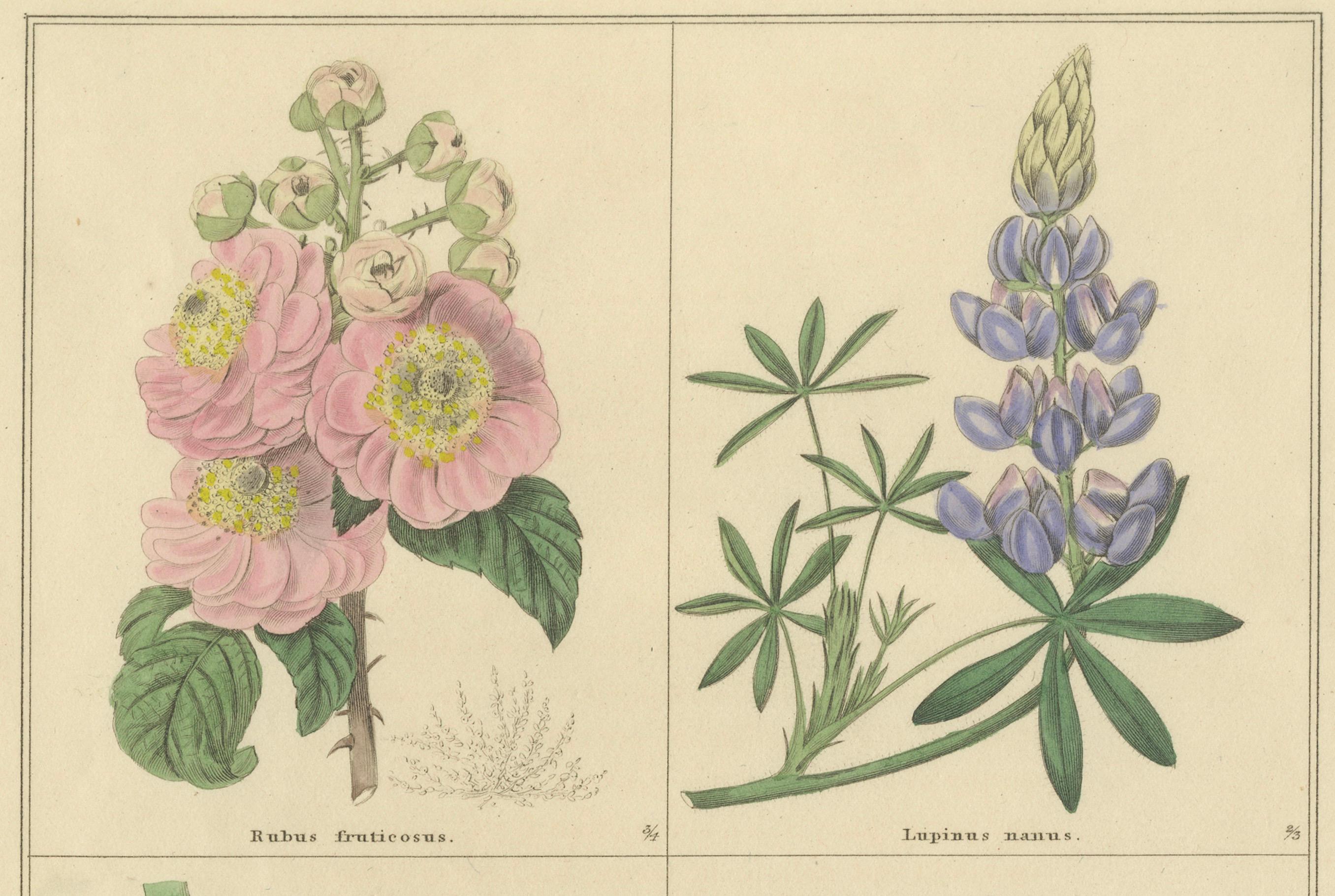 Antike botanische Drucke von B. Maund - handkoloriertes Paar, London um 1836 im Angebot 1