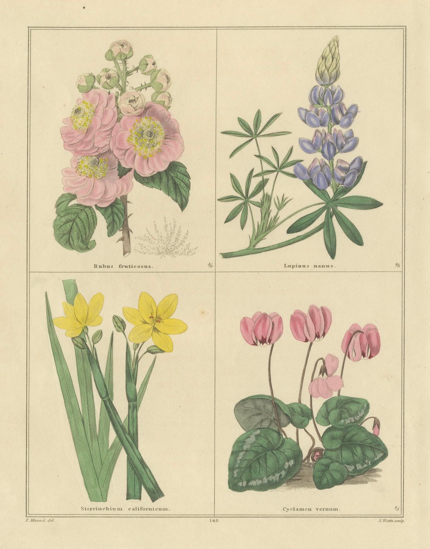 Antike botanische Drucke von B. Maund - handkoloriertes Paar, London um 1836 im Angebot 2