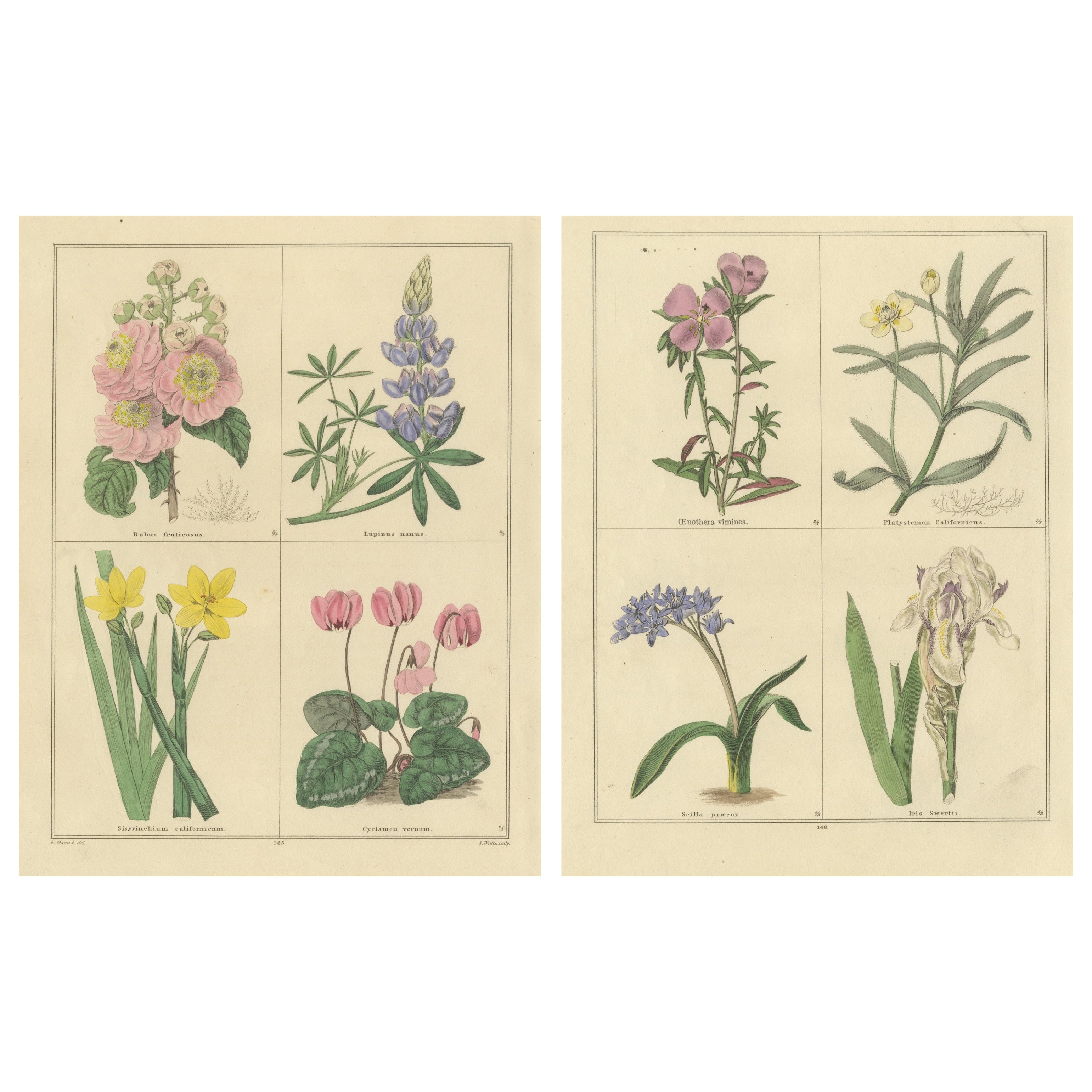 Antique Botanical Prints by B. Maund – Hand-Colored Pair, London c.1836