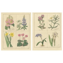 Antique Botanical Prints by B. Maund – Hand-Colored Pair, London c.1836
