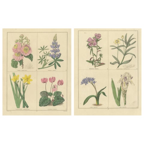 Antique Botanical Prints by B. Maund, Hand-Colored Pair, London c.1836