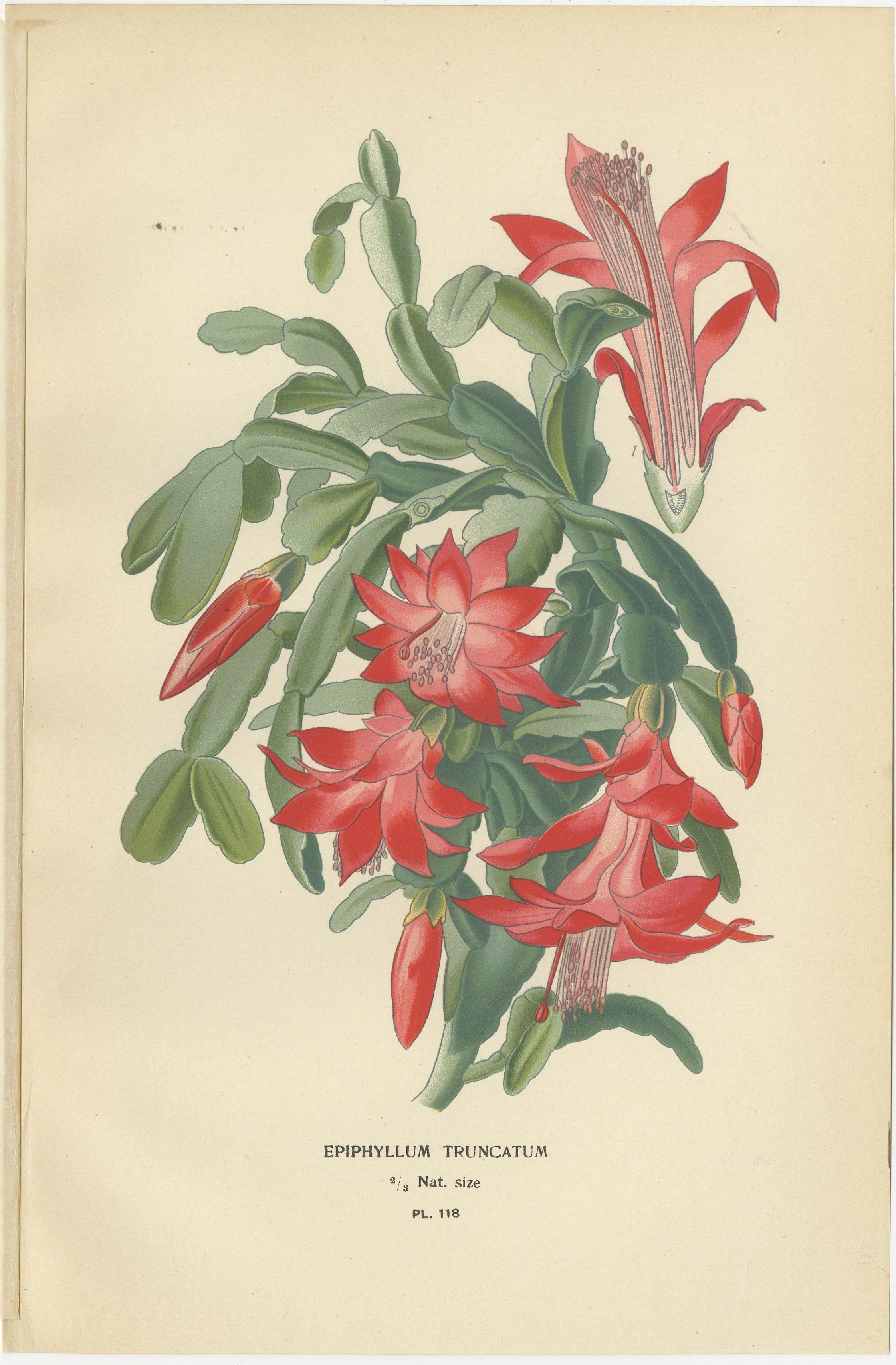 Trio of Antique Botanical Prints: Epiphyllum Truncatum, Opuntia Vulgaris & Fig Marigolds  

This vibrant trio of antique botanical prints showcases three striking plants: 