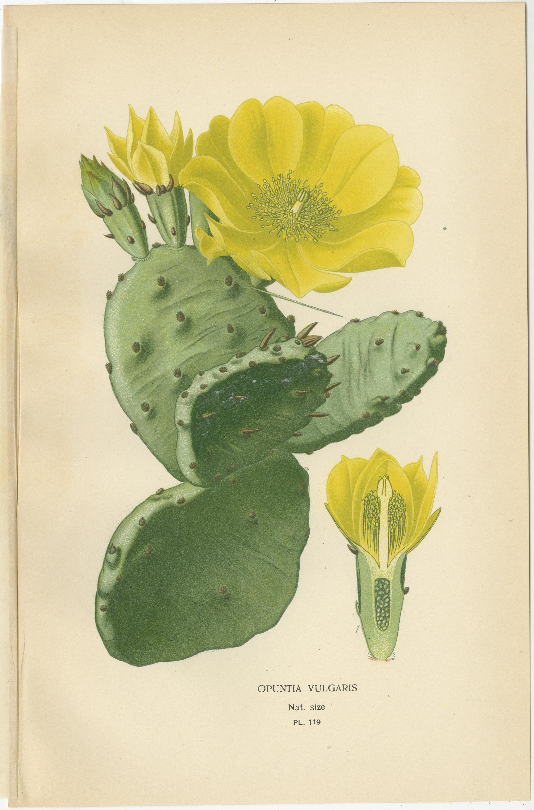 Antique Botanical Prints: Christmas Cactus, Prickly Pear Cactus & Fig Marigolds In Good Condition For Sale In Langweer, NL