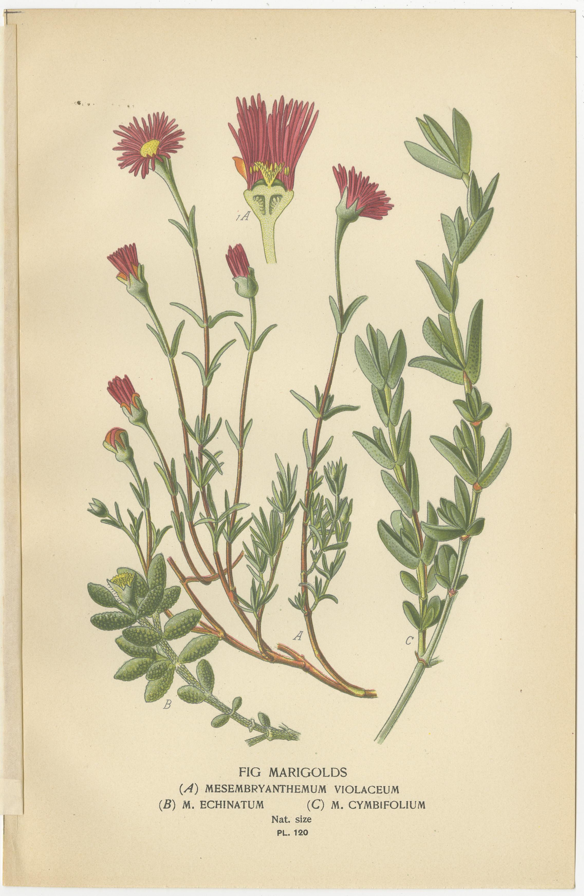 Late 19th Century Antique Botanical Prints: Christmas Cactus, Prickly Pear Cactus & Fig Marigolds For Sale