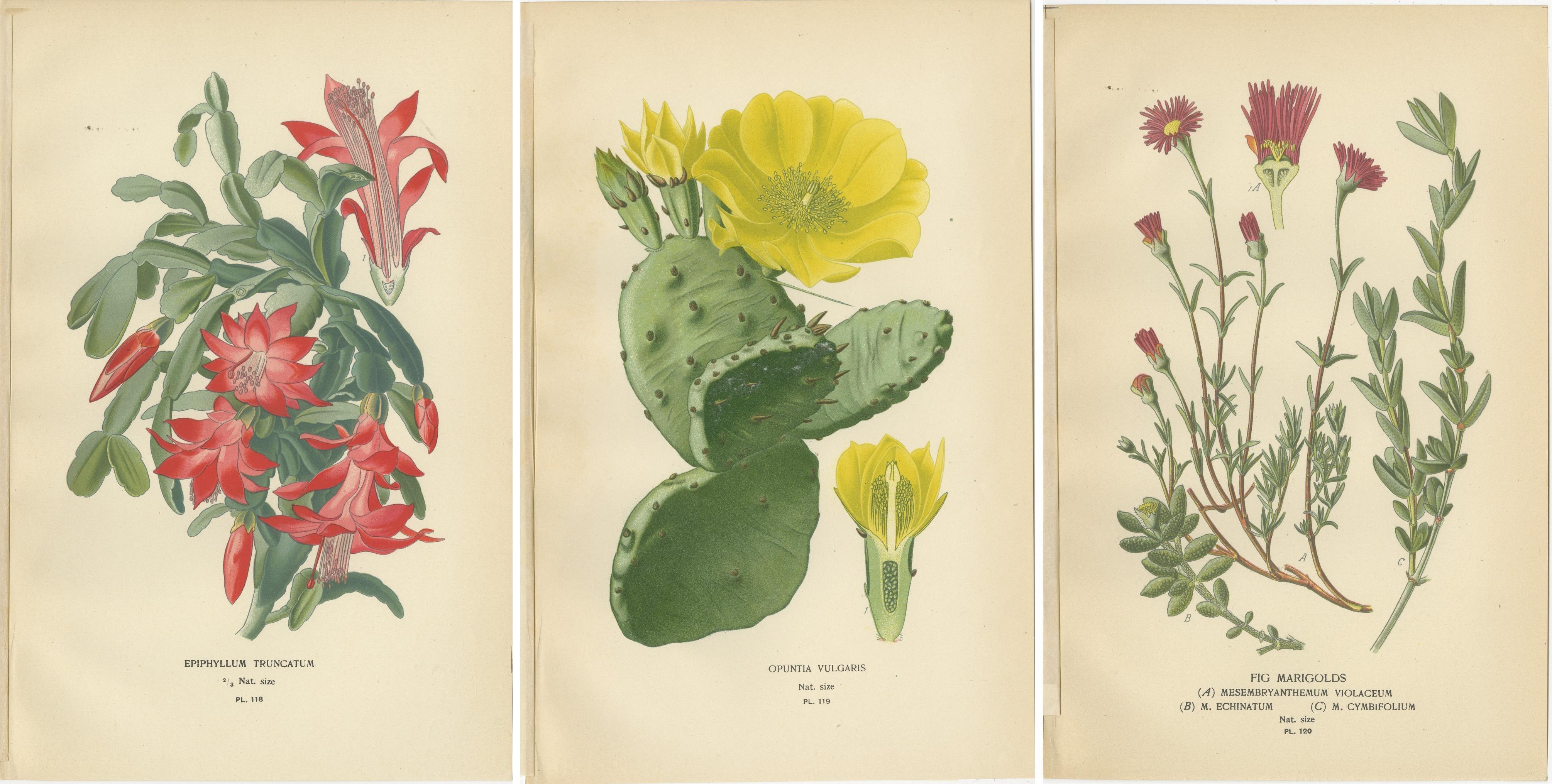 Paper Antique Botanical Prints: Christmas Cactus, Prickly Pear Cactus & Fig Marigolds For Sale