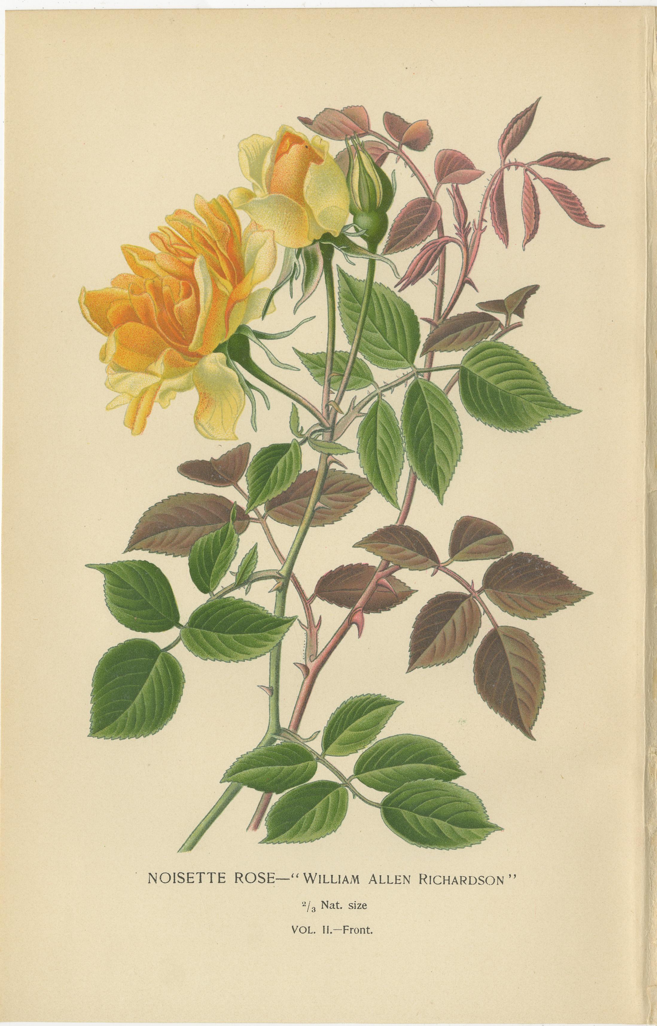 Antique Botanical Prints Collection: Roses and Greenhouse Favorites (1897)

This exquisite compilation of antique botanical prints, sourced from Edward Step's 