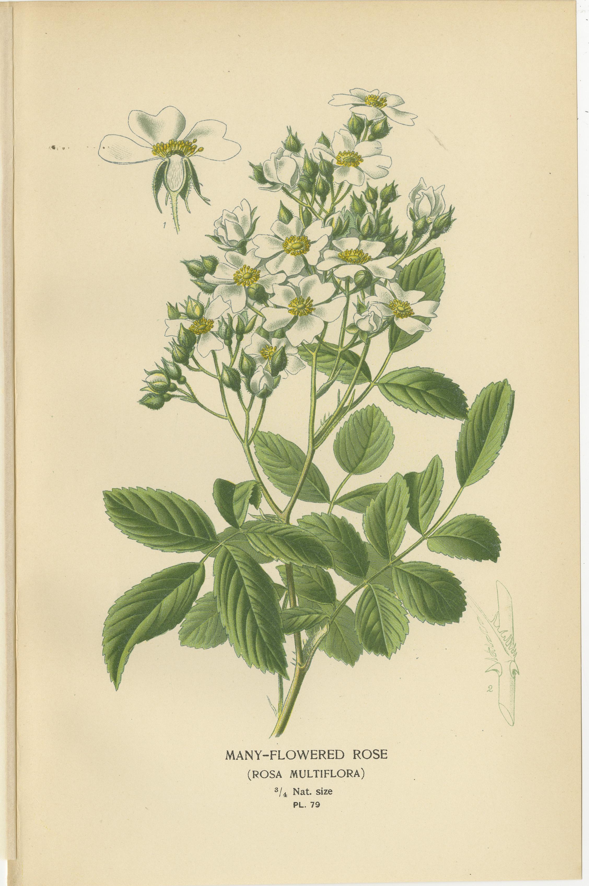 Antique Botanical Prints Collection: Roses and Greenhouse Favorites (1897) In Good Condition For Sale In Langweer, NL