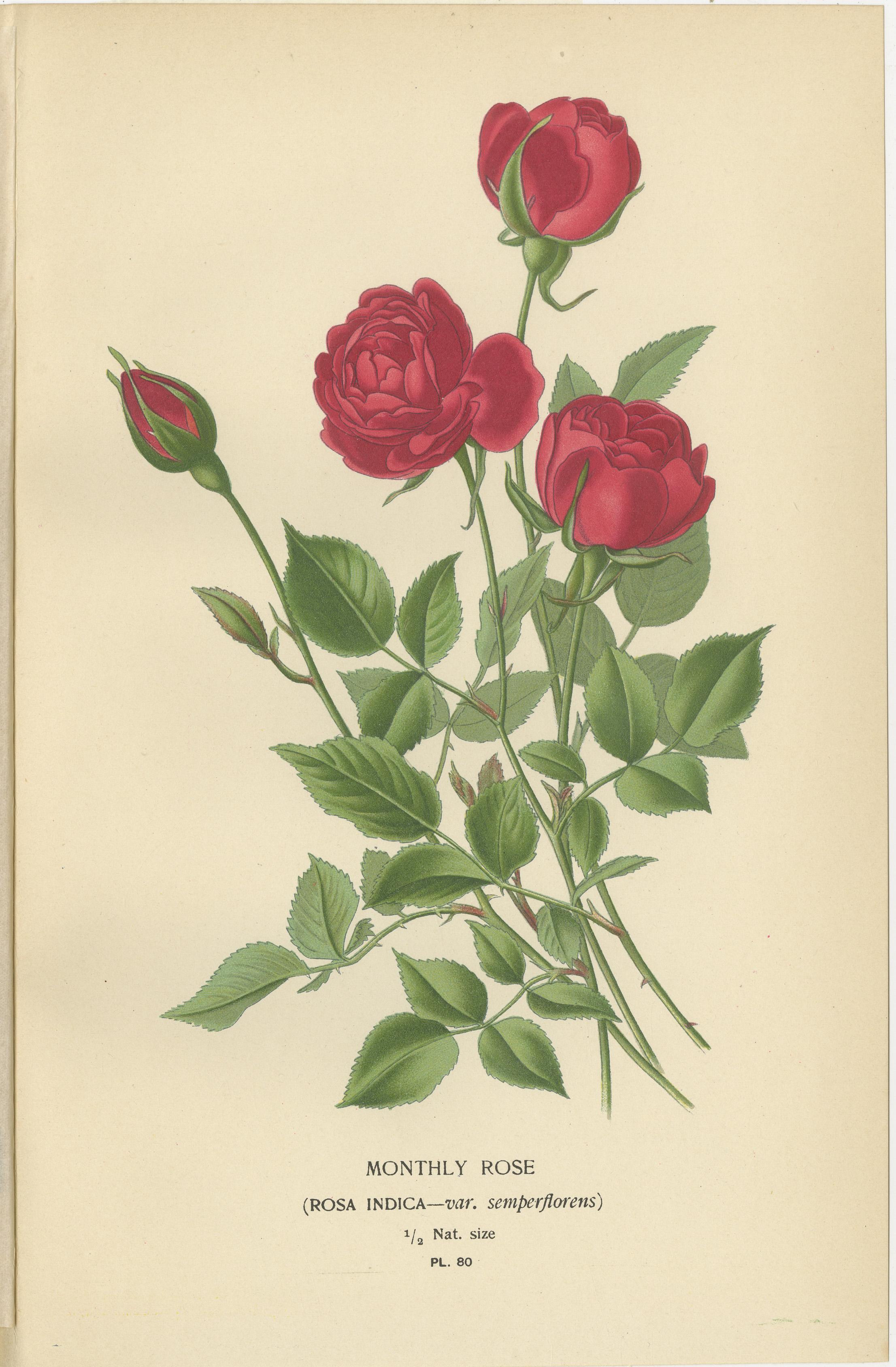Late 19th Century Antique Botanical Prints Collection: Roses and Greenhouse Favorites (1897) For Sale