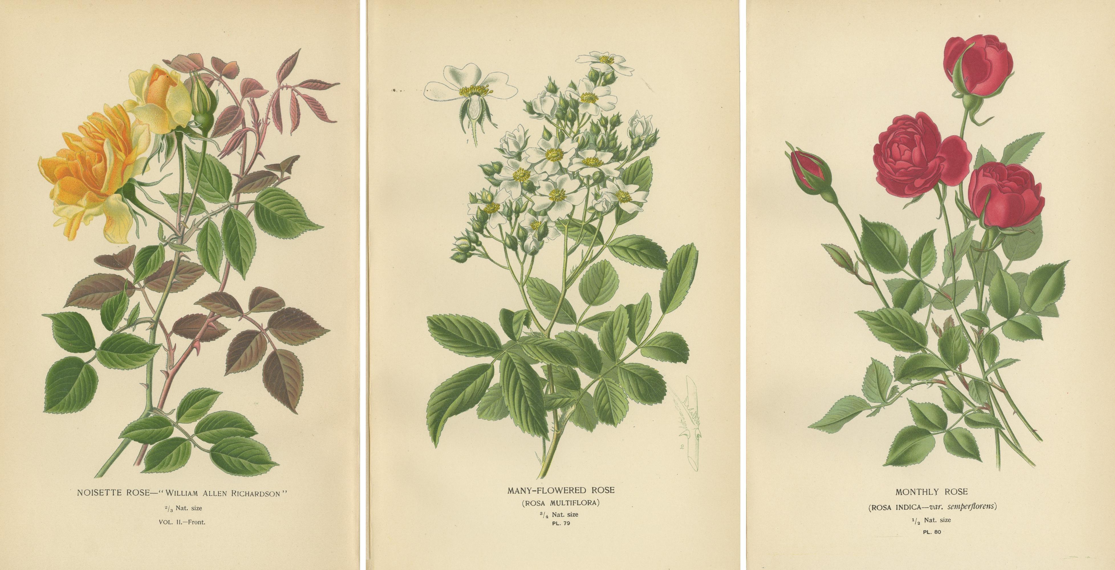 Paper Antique Botanical Prints Collection: Roses and Greenhouse Favorites (1897) For Sale