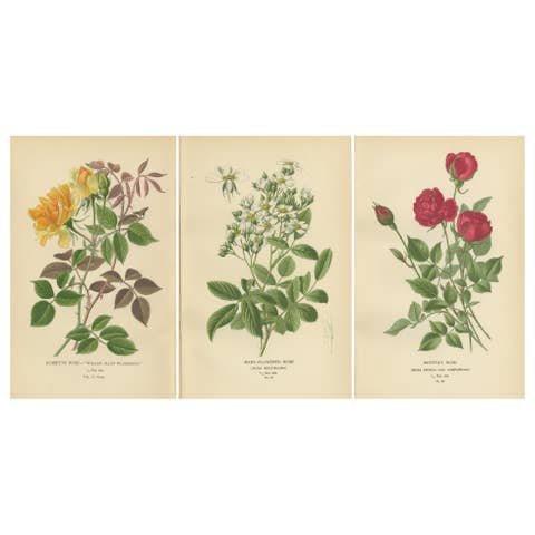 Antique Botanical Prints Collection: Roses and Greenhouse Favorites (1897)