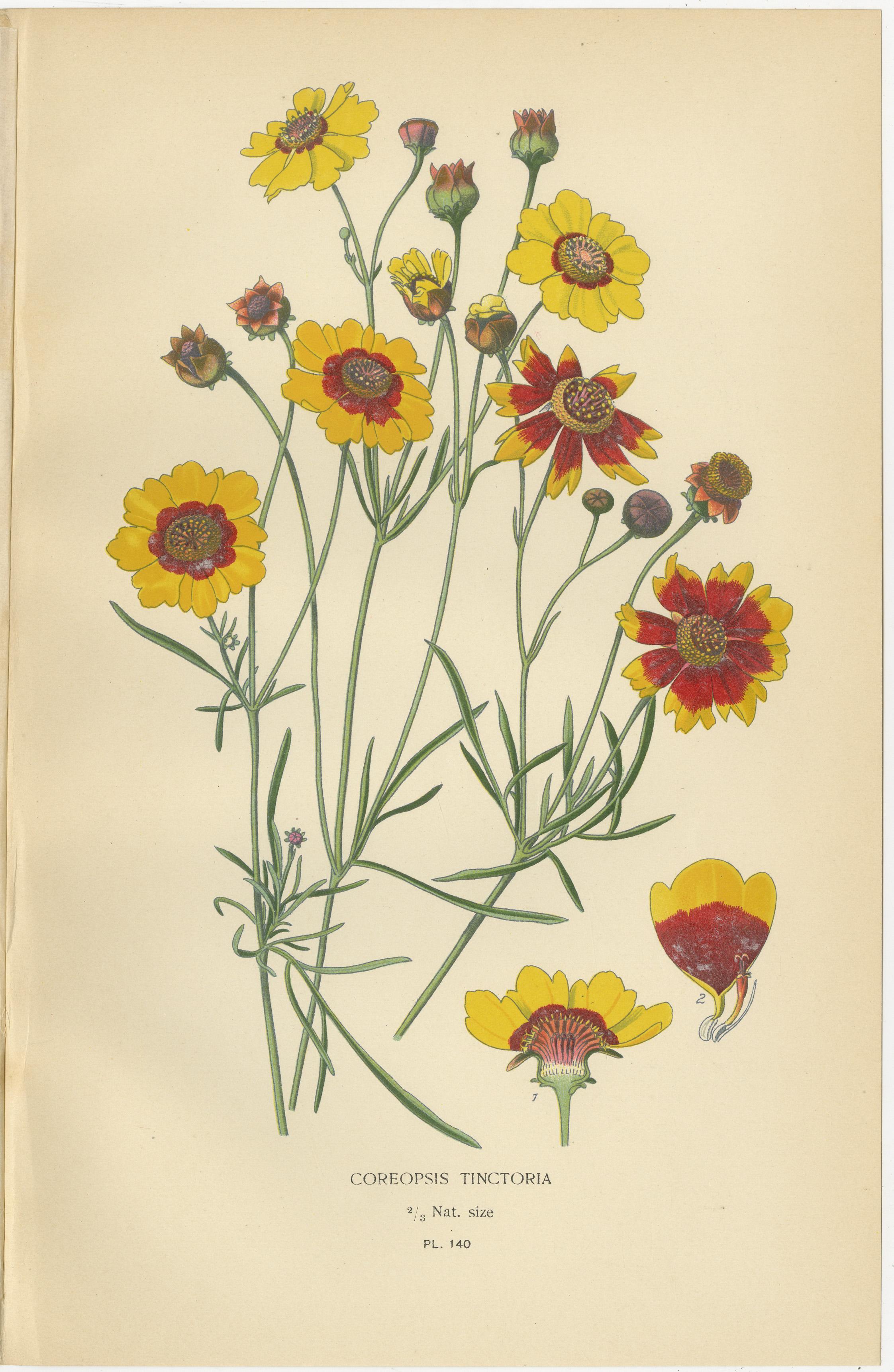Trio d'estampes botaniques anciennes : Coreopsis, Dahlia simple et Cosmos Bipinnatus  

Cet ensemble vibrant d'estampes botaniques anciennes présente le 