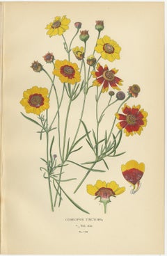 Antique Botanical Prints: Coreopsis, Single Dahlia & Cosmos Bipinnatus, 1897