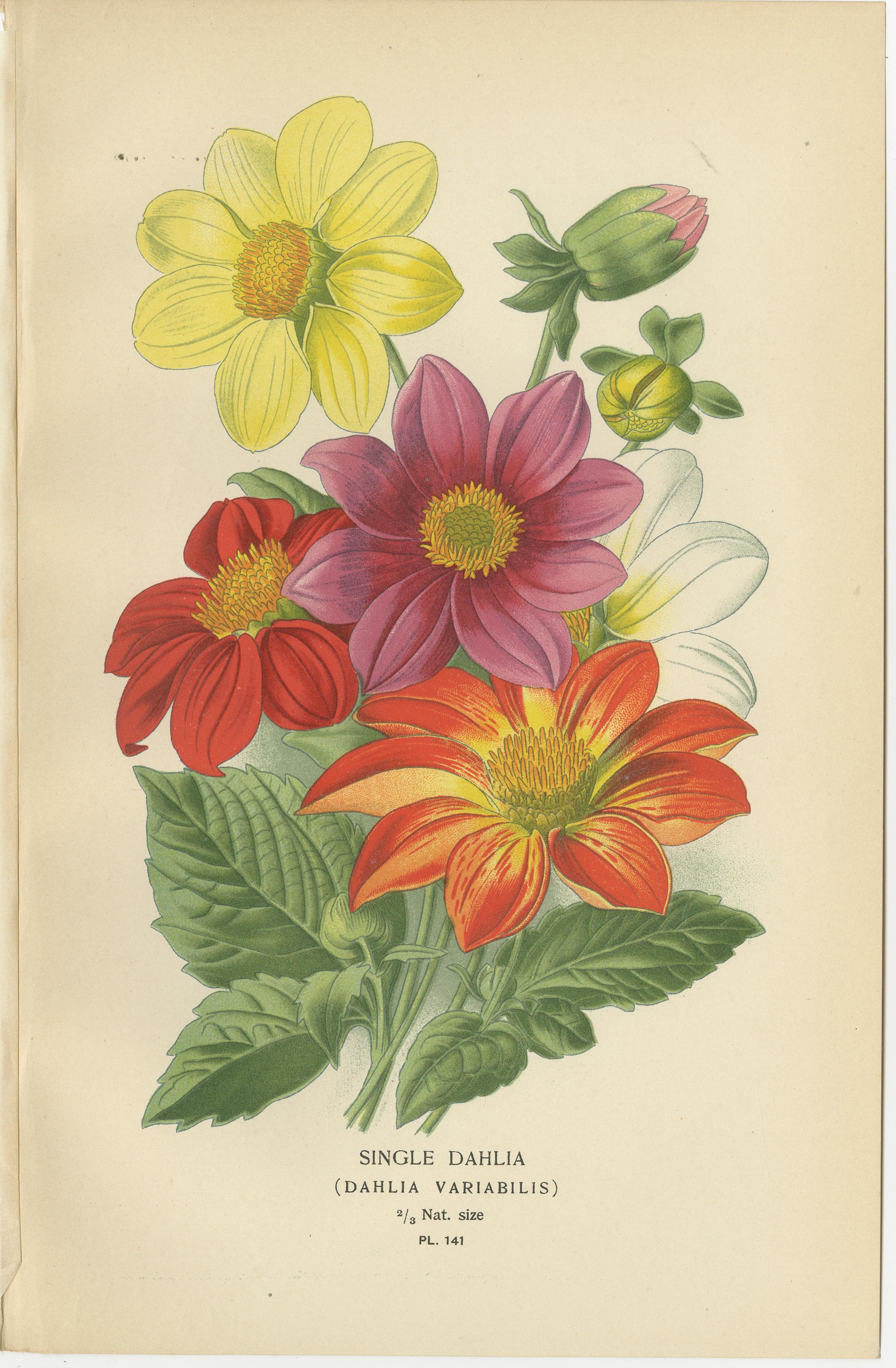 Impressions botaniques anciennes : Coreopsis, Single Dahlia & Cosmos Bipinnatus, 1897 Bon état - En vente à Langweer, NL