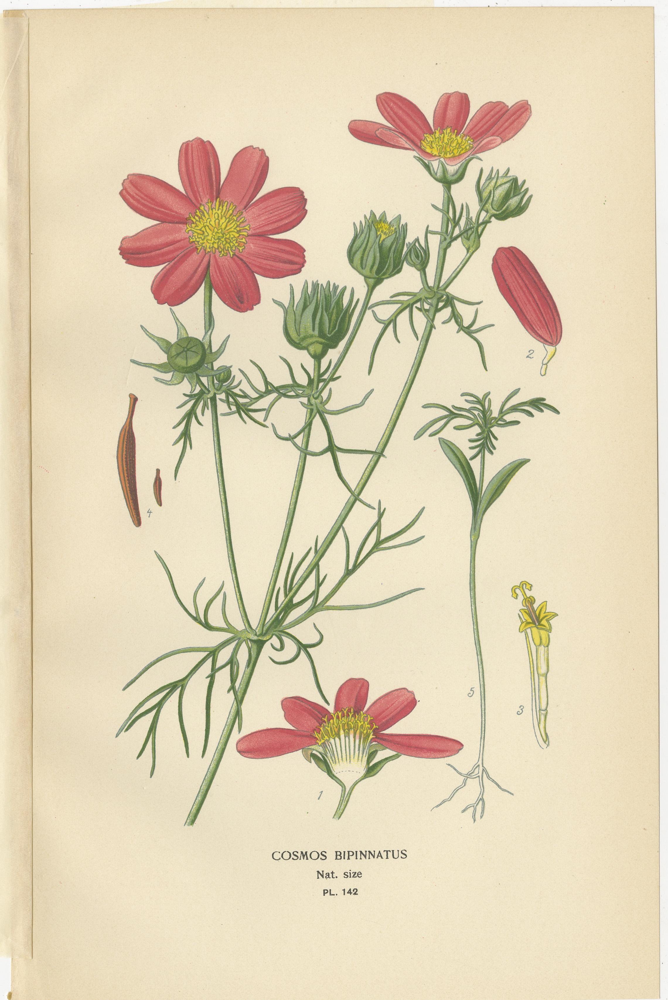Fin du XIXe siècle Impressions botaniques anciennes : Coreopsis, Single Dahlia & Cosmos Bipinnatus, 1897 en vente