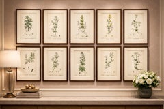 Antique Botanical Prints – Decorative Set of 10 Bedstraw Plant Engravings, 1902