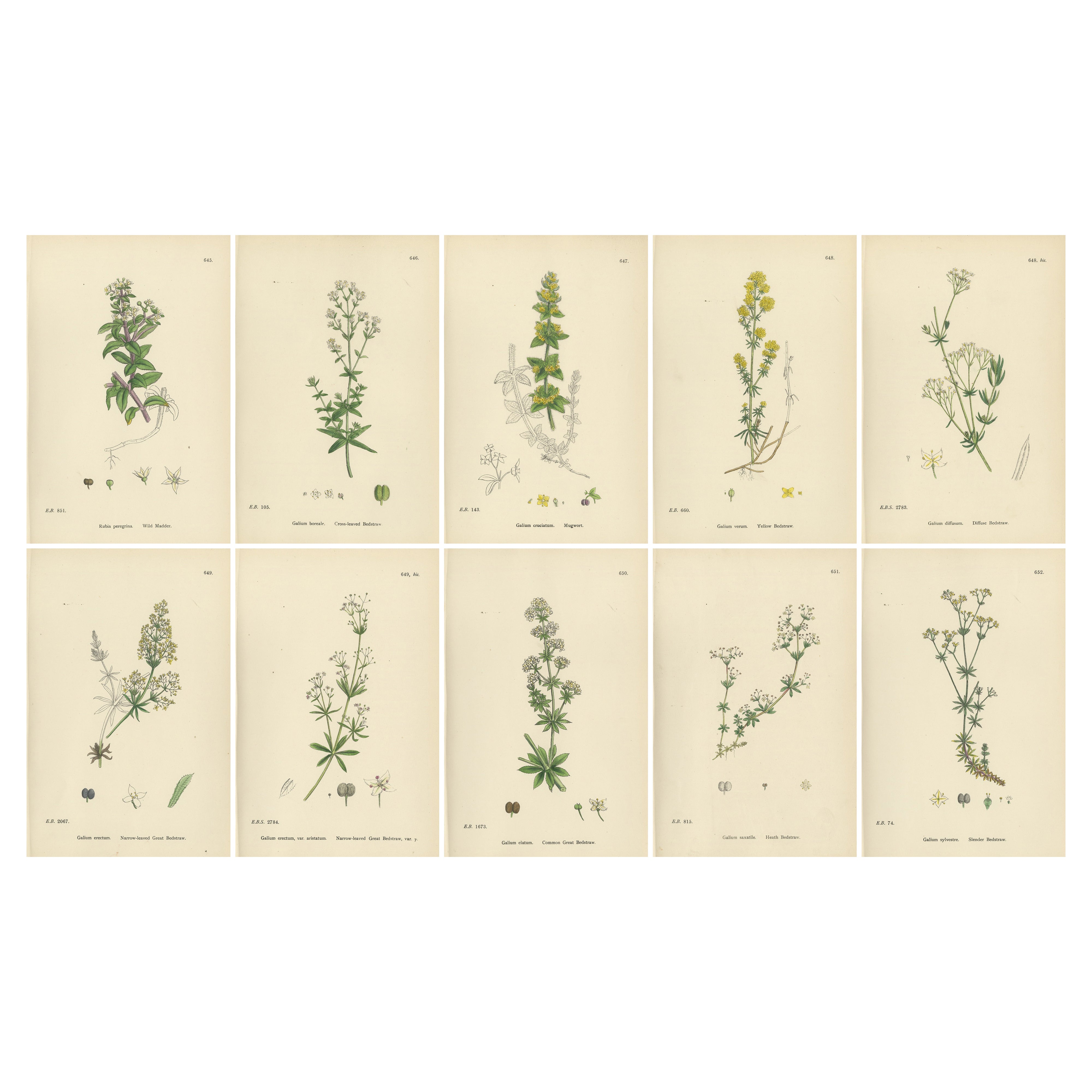 Antique Botanical Prints – Decorative Set of 10 Bedstraw Plant Engravings, 1902