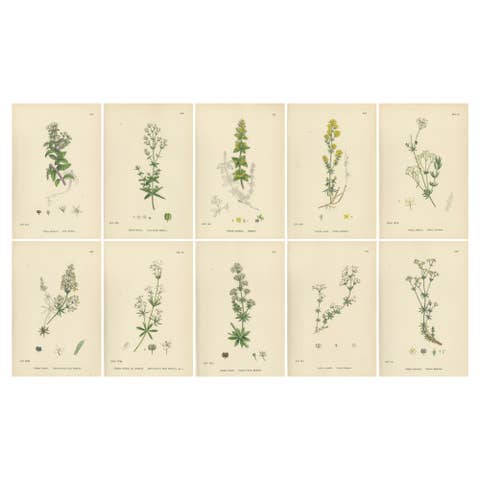 Antique Botanical Prints – Decorative Set of 10 Bedstraw Plant Engravings, 1902
