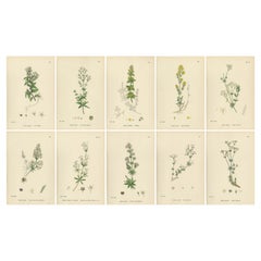 Antique Botanical Prints – Decorative Set of 10 Bedstraw Plant Engravings, 1902