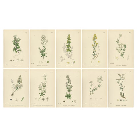 Antique Botanical Prints, Decorative Set of 10 Bedstraw Plant Engravings, 1902